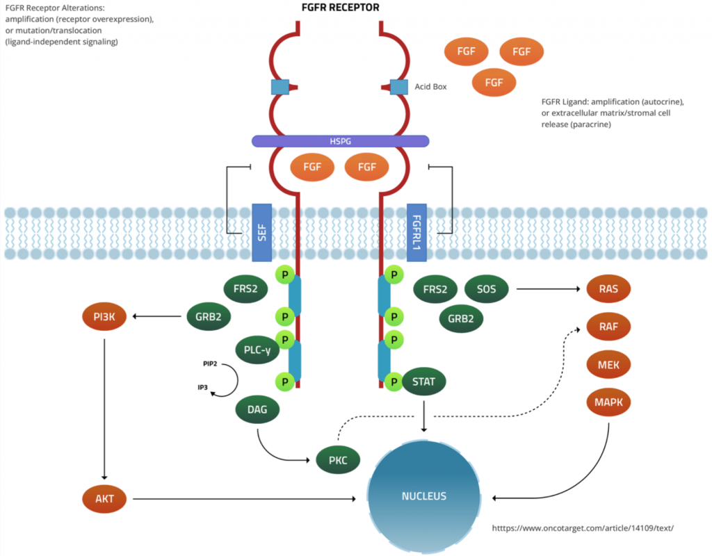 Research – Cogent Biosciences